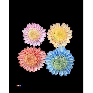 Chr T Stallion Dusty Mix