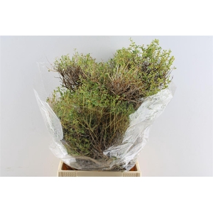 Euphorbia Spinoza 300 Gram