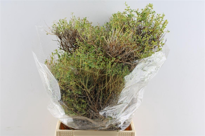 <h4>Euphorbia Spinoza 300 Gram</h4>