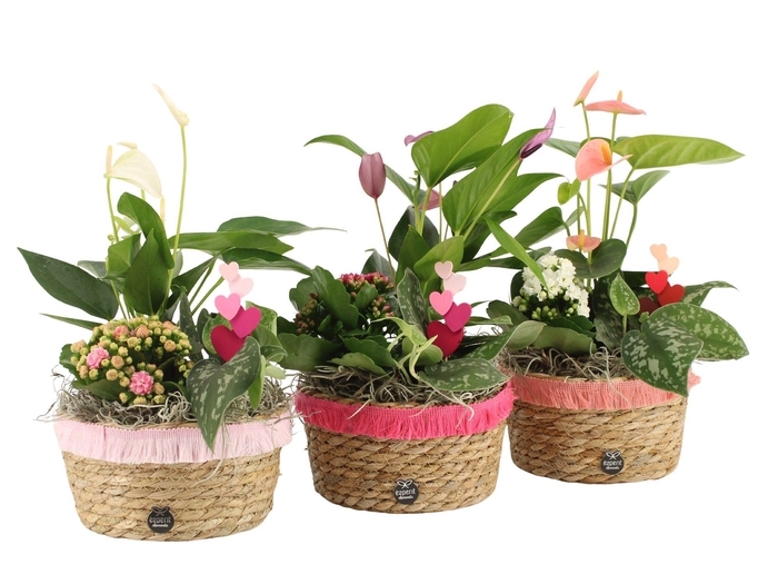 <h4>21844: Lovess arrangement</h4>