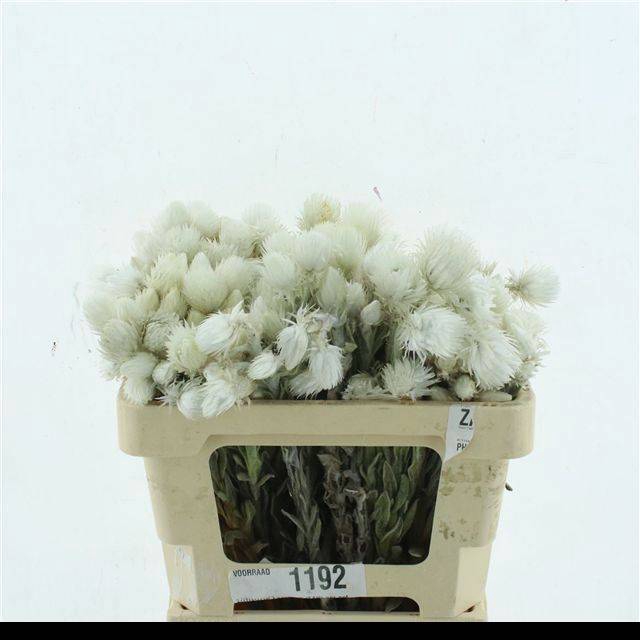<h4>KAAPS GROEN</h4>