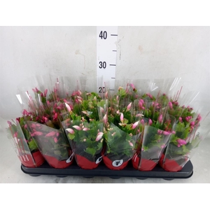 Schlumbergera   ...