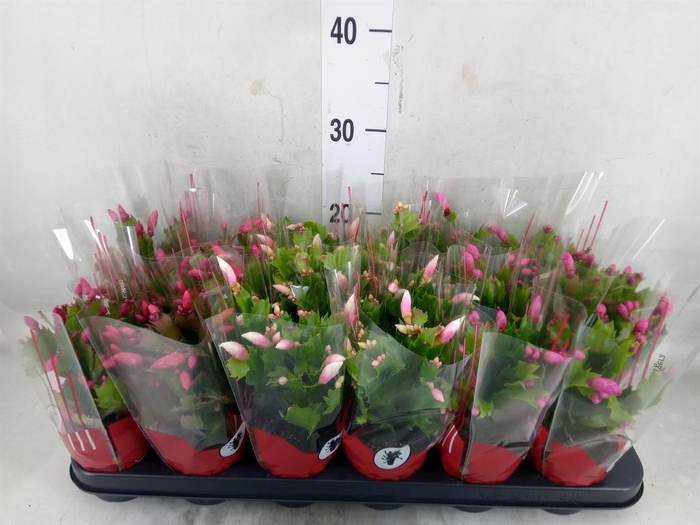 <h4>Schlumbergera   ...</h4>