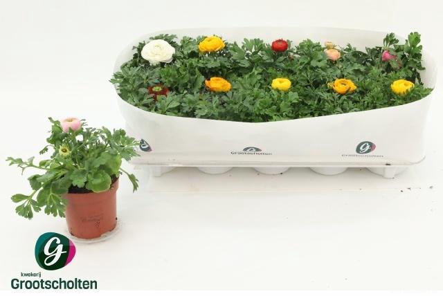 <h4>RANUN SPRINK DW GEM</h4>