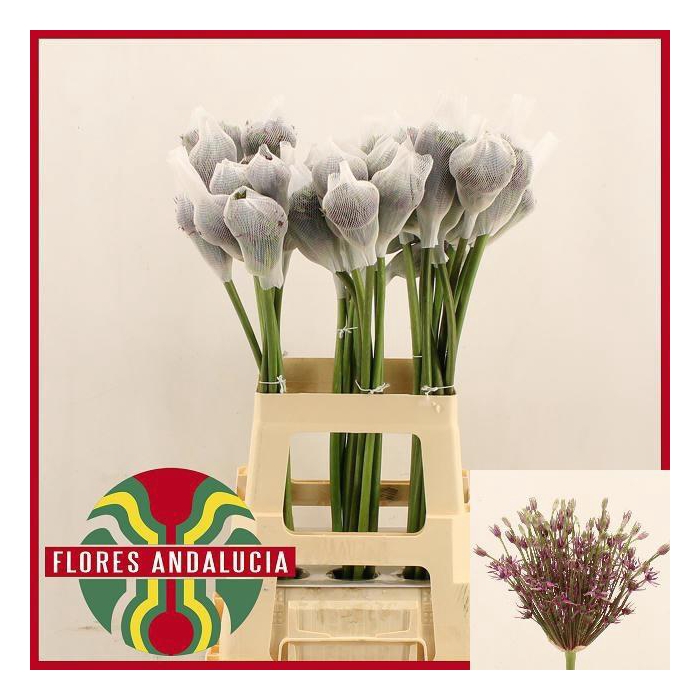 <h4>Allium Mercurius</h4>