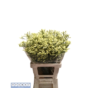Limonium China Summer Fers Flowers