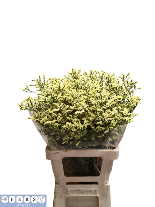 <h4>Limonium China Summer Fers Flowers</h4>