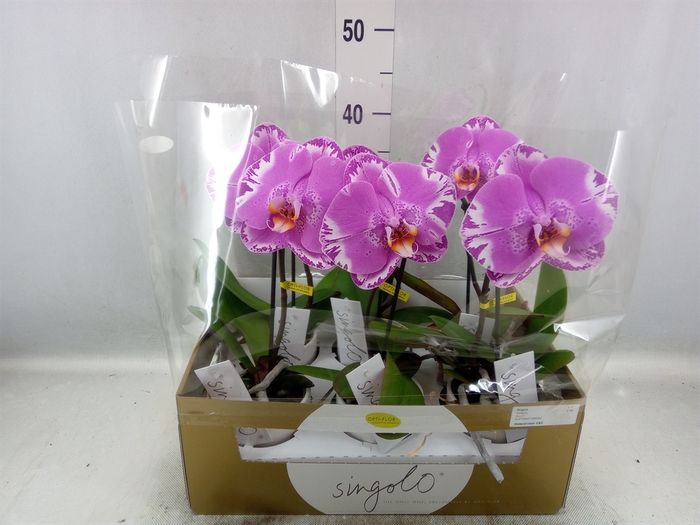 <h4>Phalaenopsis   ...</h4>