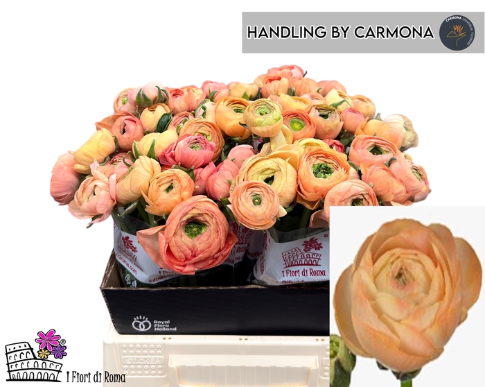 <h4>RAN DOLCEVIT SALMONE</h4>