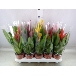 Vriesea   ...mix 5