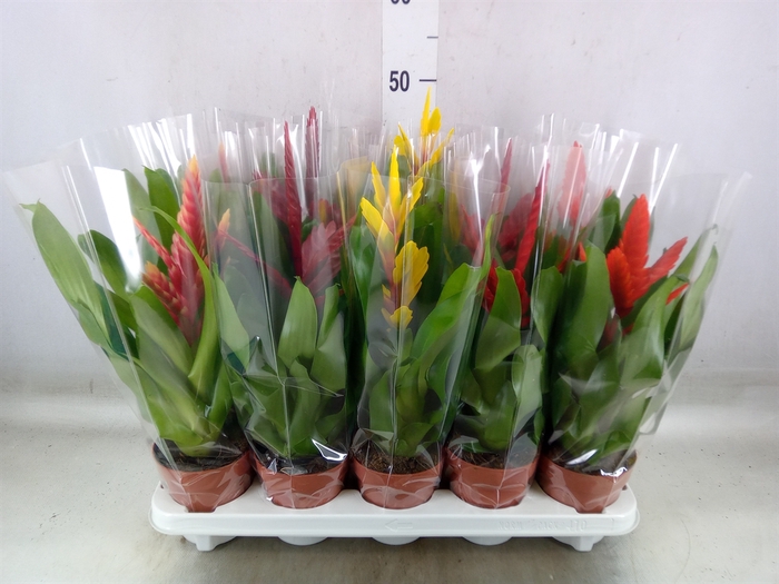 <h4>Vriesea   ...mix 5</h4>