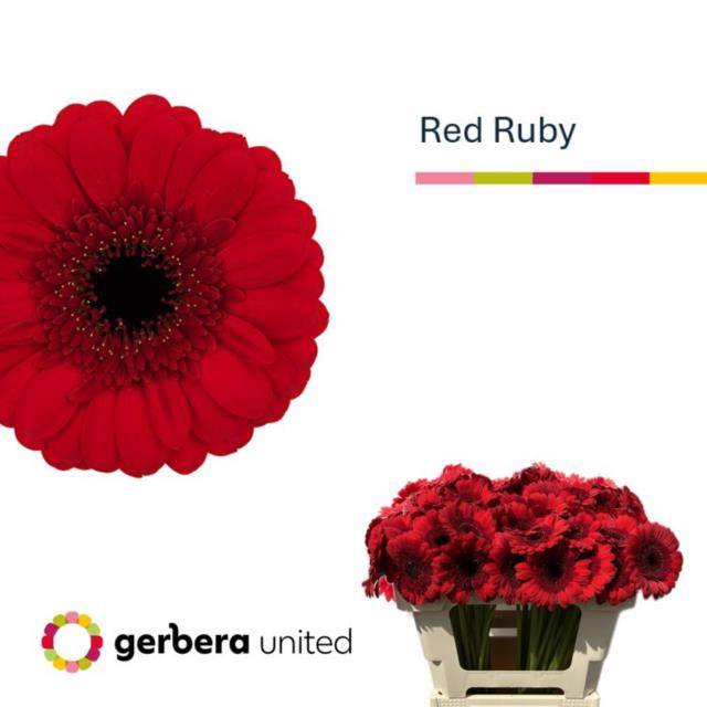 <h4>GE MI RED RUBY</h4>