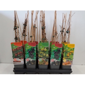 Ribes mix; zwarte bes, rode bes, kruisbes