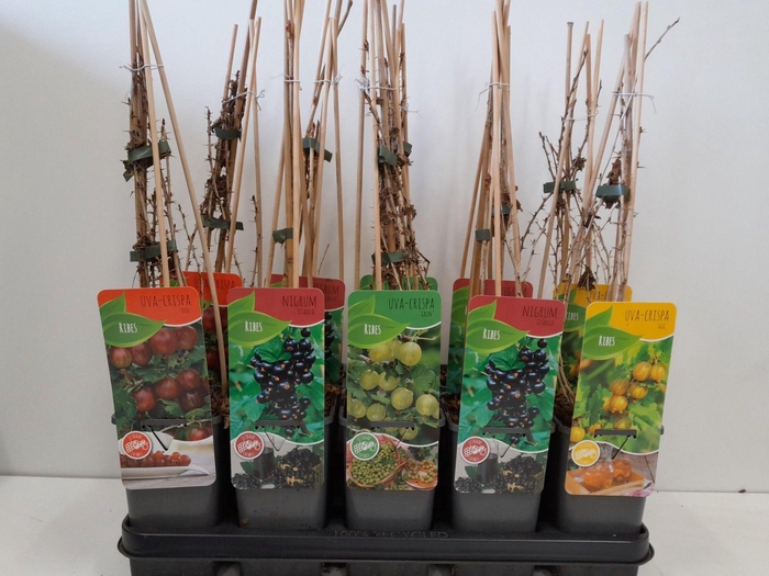 <h4>Ribes mix; zwarte bes, rode bes, kruisbes</h4>