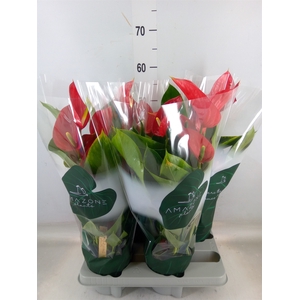 Anthurium andr. 'Melodia'