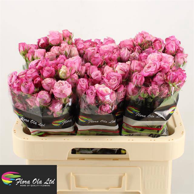 <h4>R Tr Lady Bombastic Flora Ola</h4>
