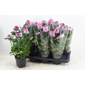 !! PROMO !! CHRYS FLOWERPOWER PINK P14