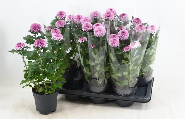<h4>!! PROMO !! CHRYS FLOWERPOWER PINK P14</h4>