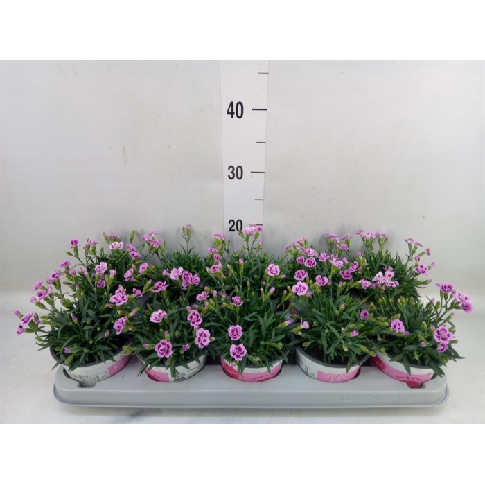 <h4>Dianthus  'Pink Kisses'</h4>