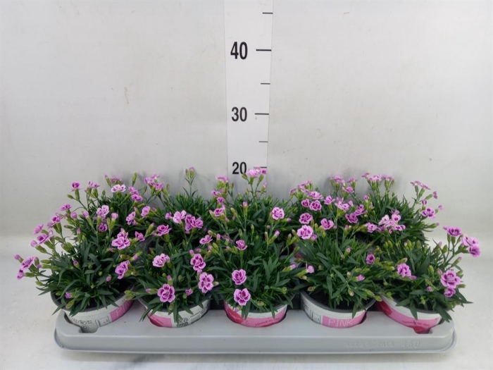 Dianthus  'Pink Kisses'