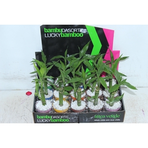DRACENA LUCKY BAMBOO P06