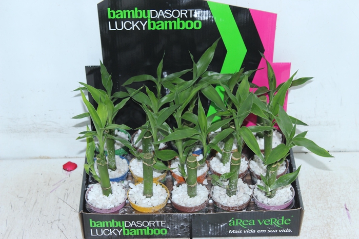 <h4>DRACENA LUCKY BAMBOO P06</h4>