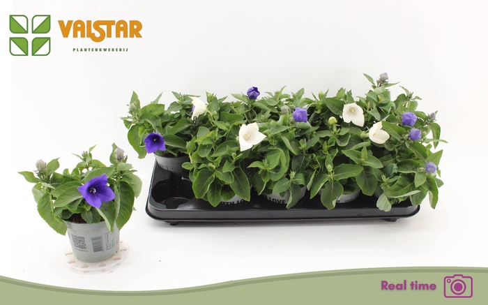 <h4>PLATYCO GR GEM</h4>