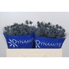 Eryngium Blue Dynamite