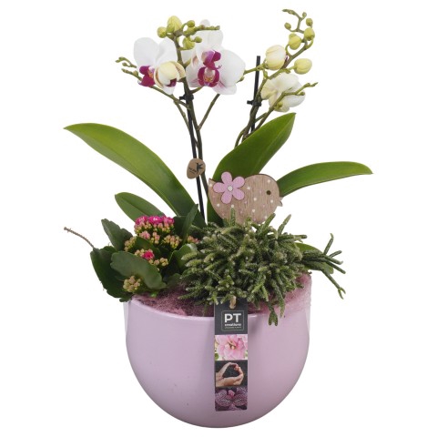 <h4>PTIB6321 Arrangementen kamerplanten</h4>