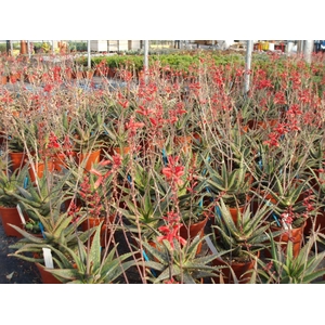 Aloe arborescens