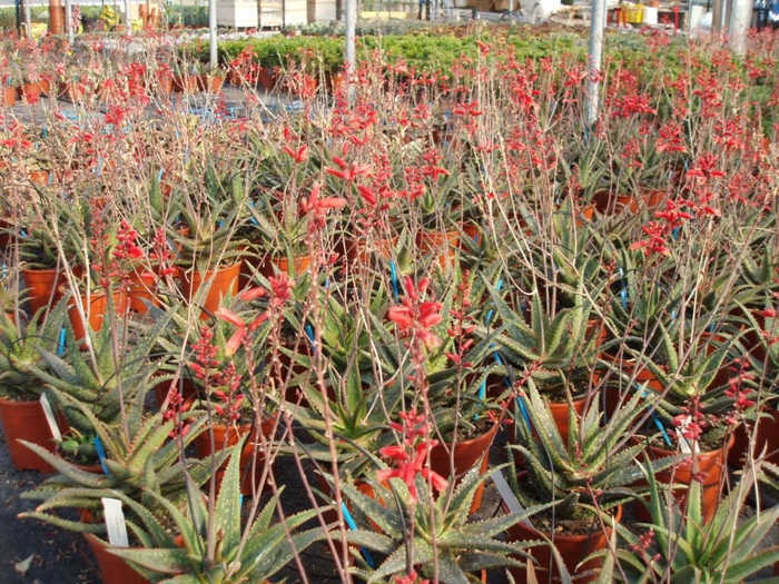 <h4>Aloe arborescens</h4>