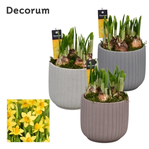 Narcis Betona HL17223N