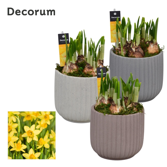 <h4>Narcis Betona HL17223N</h4>