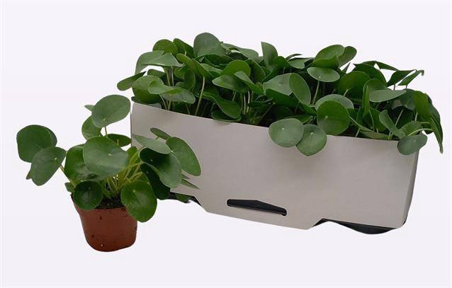 <h4>PILEA PEPEROMIOIDES P13</h4>