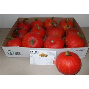 CUCURBITA SIERKALEBS