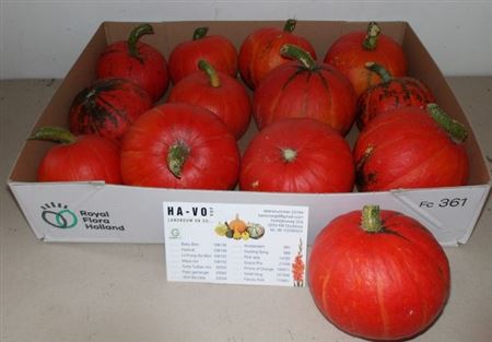 <h4>CUCURBITA SIERKALEBS</h4>