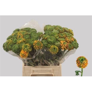 Ran Pon Pon Merlino (green) 45 Cm