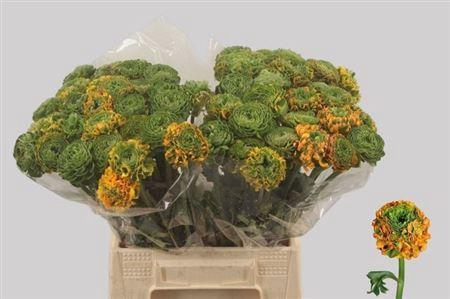 <h4>Ran Pon Pon Merlino (green) 45 Cm</h4>