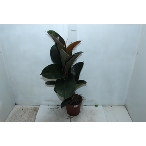 FICUS ELASTICA CLOE P17