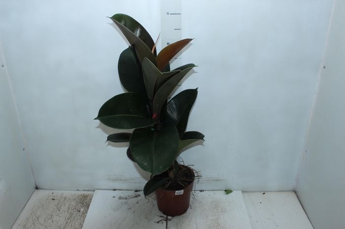 FICUS ELASTICA CLOE P17