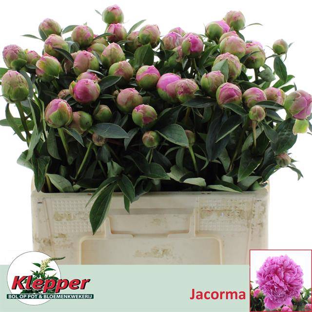 <h4>PAEO L JACORMA</h4>