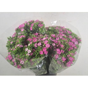 Dianthus Barbatus Pink Magic