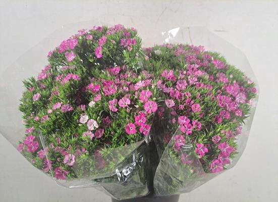 <h4>Dianthus Barbatus Pink Magic</h4>