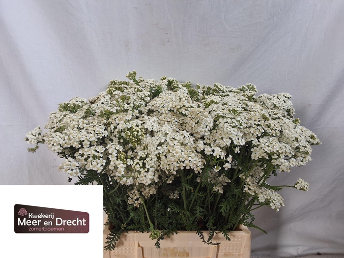 <h4>ACHIL M WHITE BEAUTY</h4>