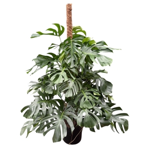 Monstera
