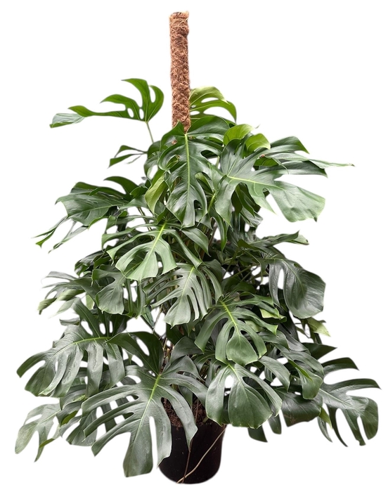 <h4>Monstera</h4>