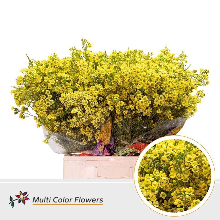 <h4>Chamelaucium DYED Yellow</h4>