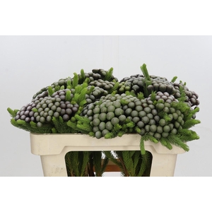 Kaaps Groen Albiflora