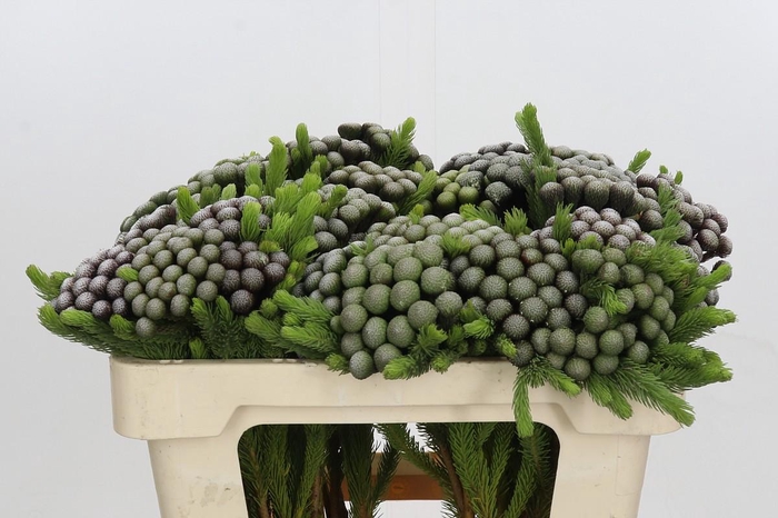 <h4>Cape Green Albiflora</h4>