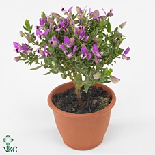 POLYGALA BABY PINK PREMIUM